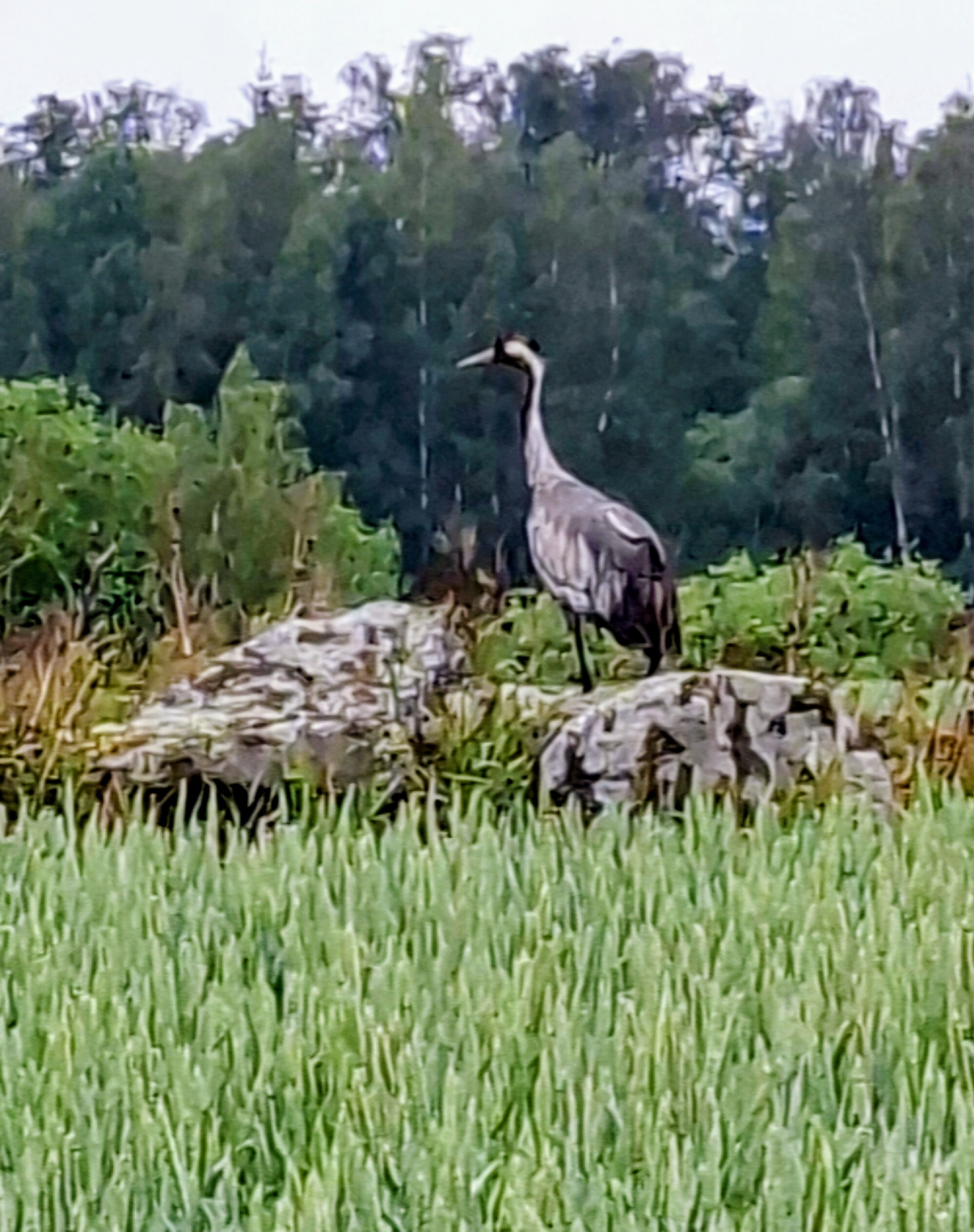 autumn leaf - silkscreen - poster